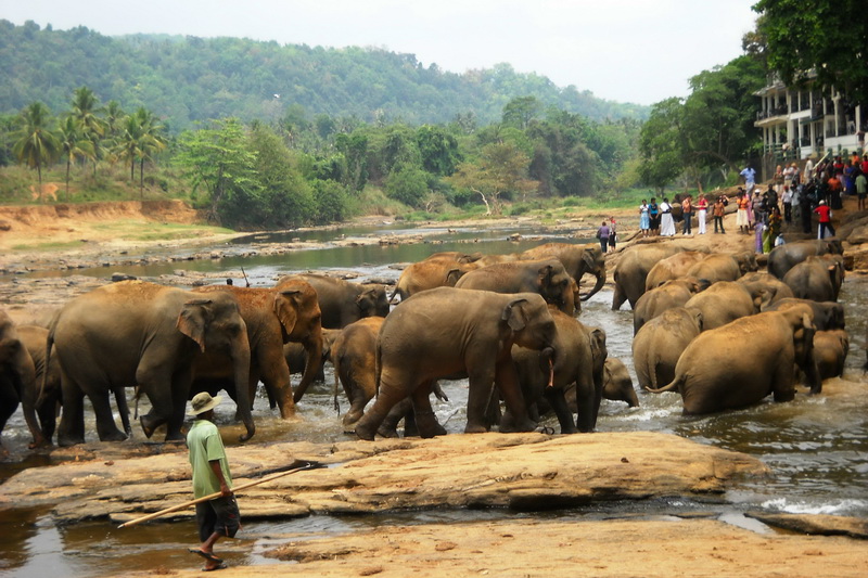 Sri Lanka, Pinnawela Elephant Orphanage